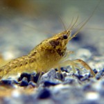 3WeekOldMarbledCray1a