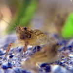 3WeekOldMarbledCray2b