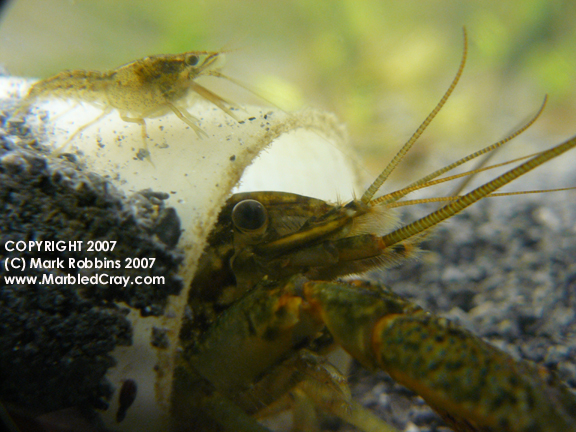 PHOTOS | Marbled Crayfish Original Website Since 2007 ...