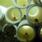 babytube2big