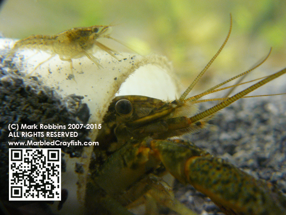 Marbled Crayfish Original Website Since 2007. True Clones ...