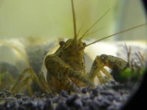 Marbled Crayfish Original Website Since 2007. True Clones! - Foods & Feeding