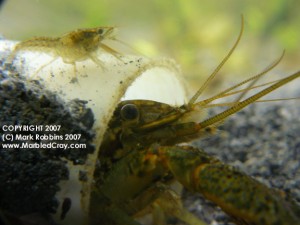 Marbled Crayfish Original Website Since 2007. True Clones!